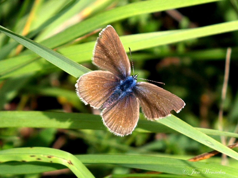 Bruin blauwtje, Aricia agestis.JPG